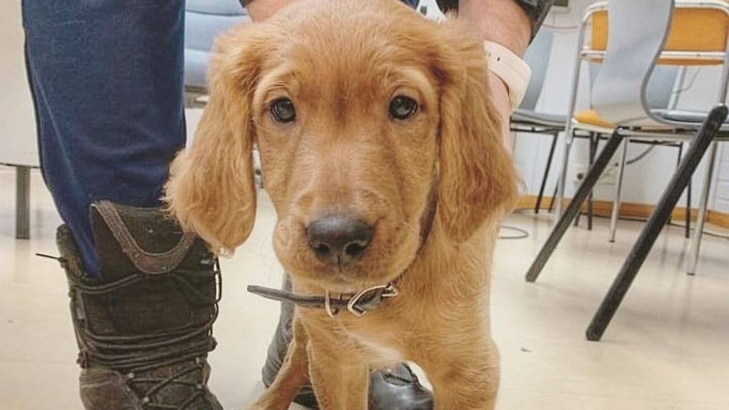 Jedistä tulee isona erikoishuumekoira. Kuva: Poliisiammattikorkeakoulu