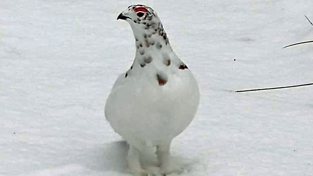 Ihmisiä muun muassa hiiholadulla lähestyvä riekko Sallassa.