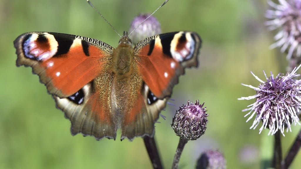 Kuvituskuva. Luonnon monimuotoisuus heikentyy vauhdilla Euroopassa, kertoo Euroopan ympäristökeskus tuoreessa raportissa.