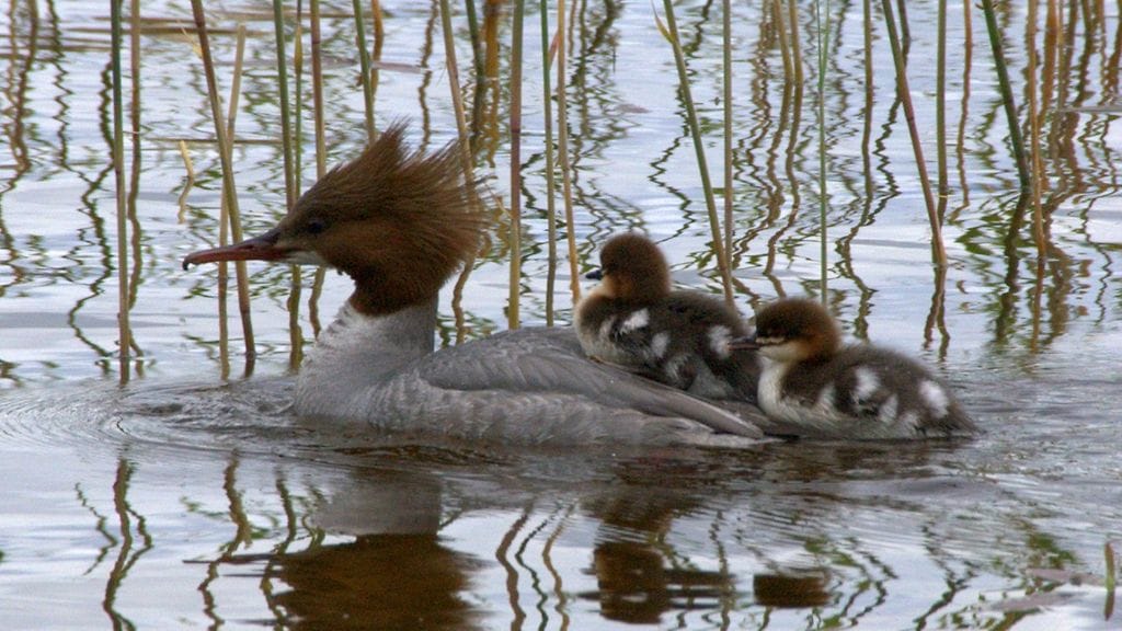 Suomen vesilinnuilla menee huonosti. Jos kehitys jatkuu pitkään nykyisenä, uiskentelee rannoilla kohta enää sinisorsia, kuikkia ja laulujoutsenia.