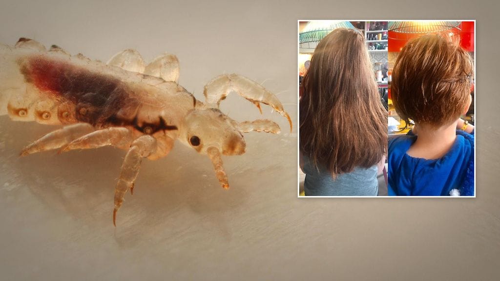 Janetten mukaan sen lisäksi, että viikkoja kestänyt hullunmylly oli viedä kohtuuttoman siivun rahaa perheen pankkitililtä, täit olivat ajaa perheenäidin lähes burn outin partaalle.