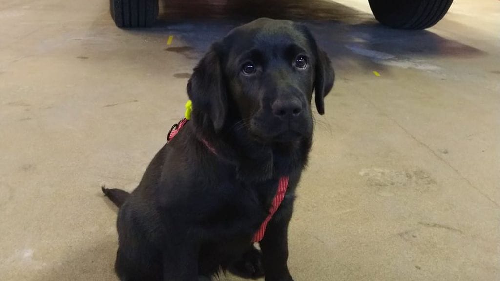 Stella-koira on Kainuun pelastuslaitoksen uusin vahvistus.