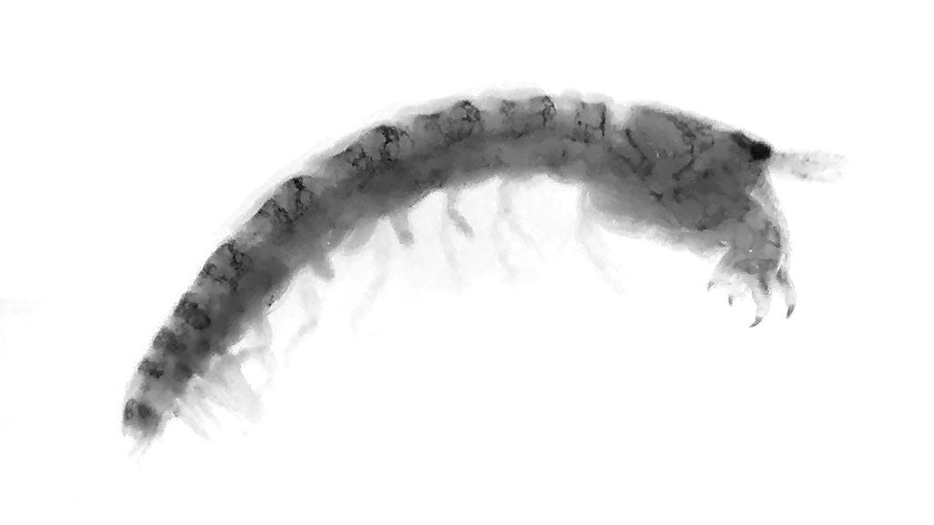 Saksisiira, Sinelobus vanhaareni, on pieni äyriäinen.