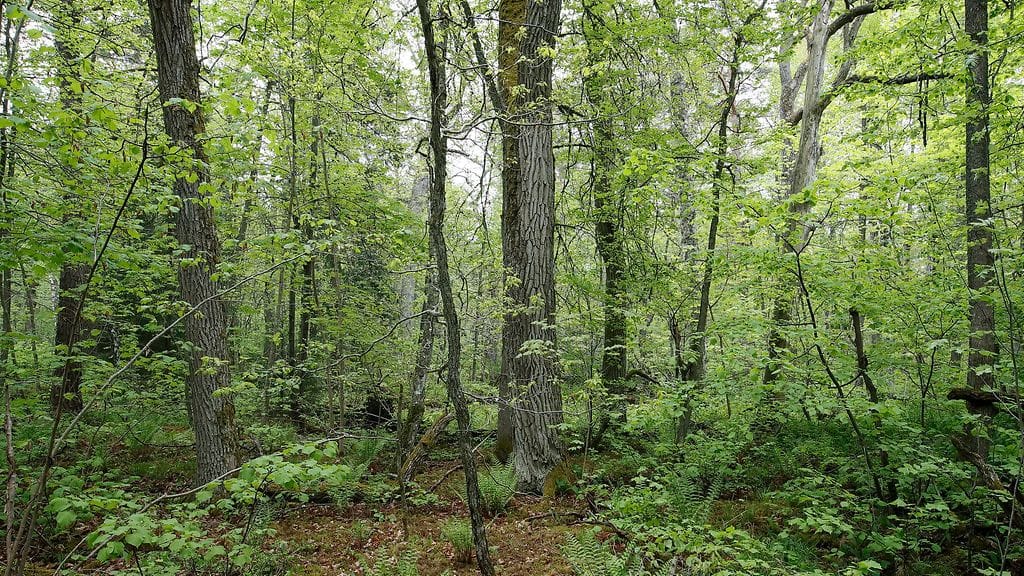 Jormuan luonnonsuojelualueen pinta-ala on 8,4 hehtaaria,