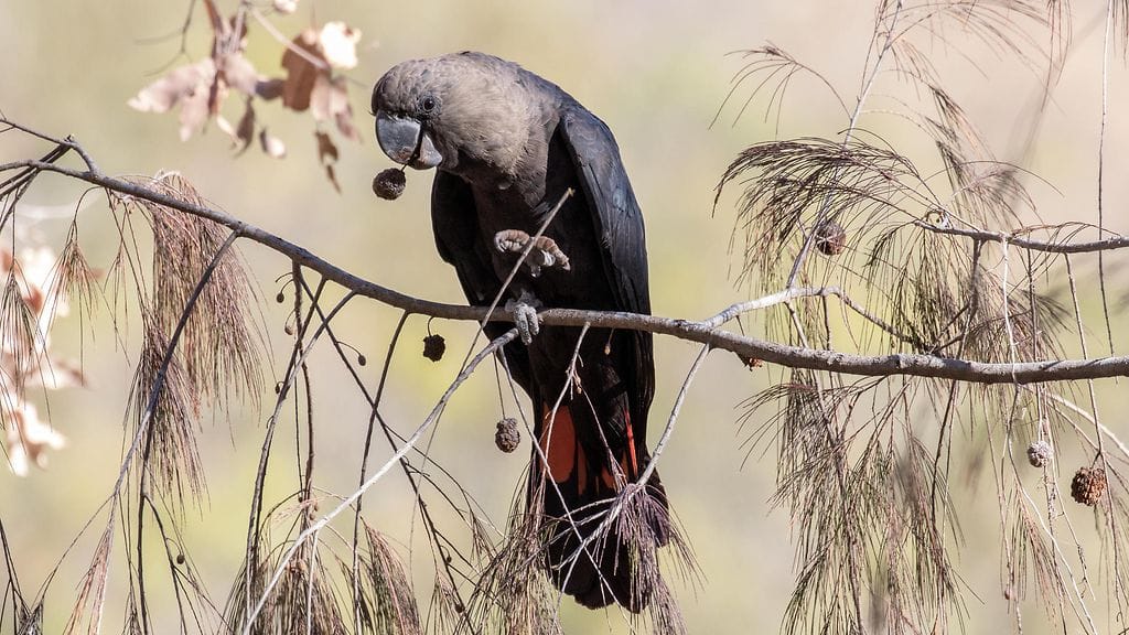 glossy black cockatoo