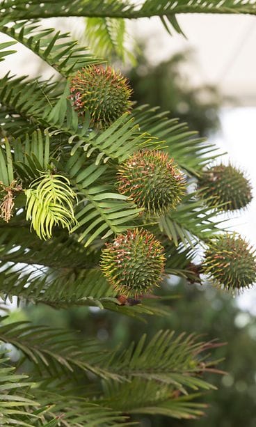 australianwollemia