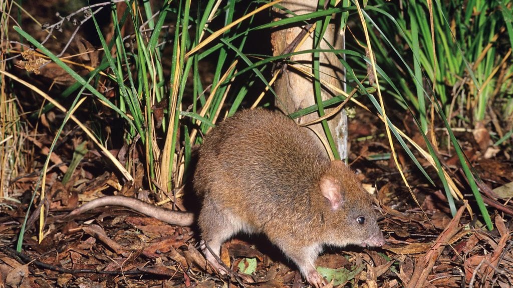 pitkäjalkapäästäiskenguru