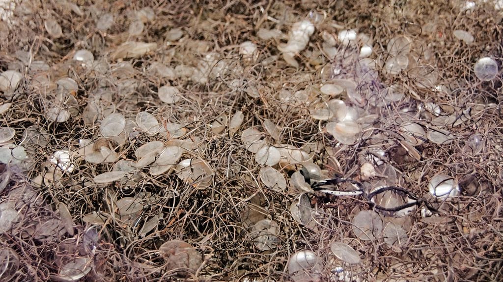 Auschwitz Birkenau AOP