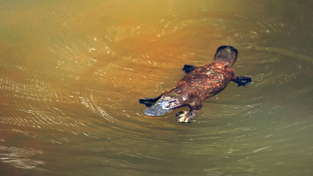 Vesinokkaeläimellä on ankkamainen nokka ja räpylät.