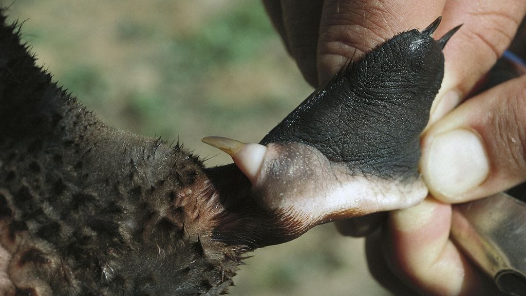 aop vesinokkaeläin (2)