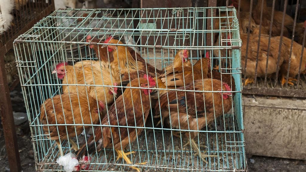 Kuvituskuvassa on kanoja myyntihäkeissä Kiinan Suzhoussa.