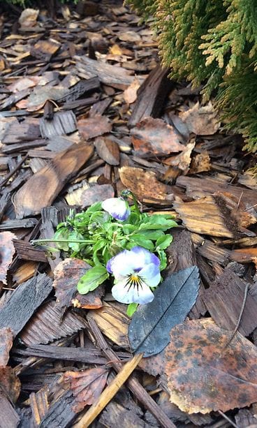 uutiskuva kevät kukka