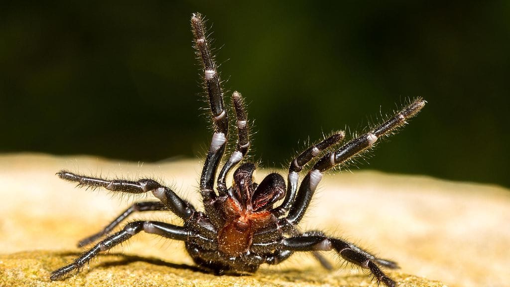 AOP tunneliverkkohämähäkki