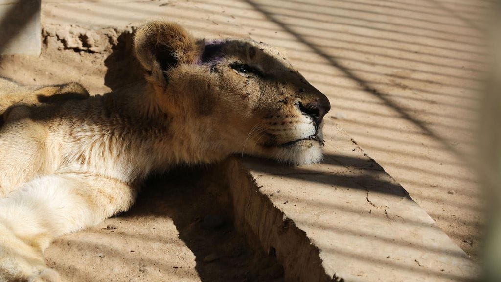 Aliravittu leijona eläintarhassa Sudanissa AOP