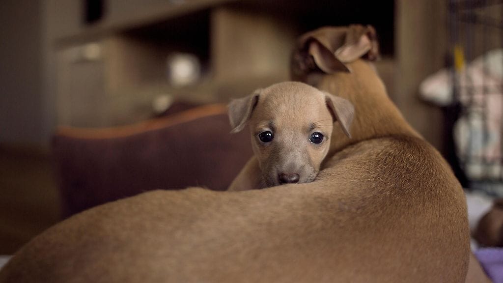 shutterstock_1525030262