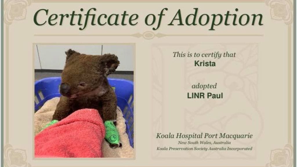 koala-adoptio 3