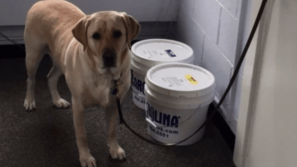 CNN: sokean opiskelijan opaskoira