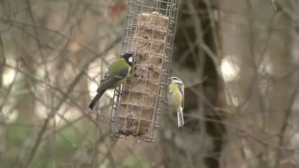 Pihabongaus, talitiainen