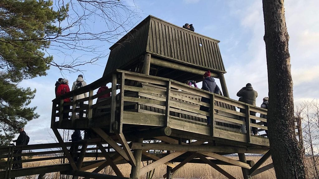 Pihabongaus, lintutorni