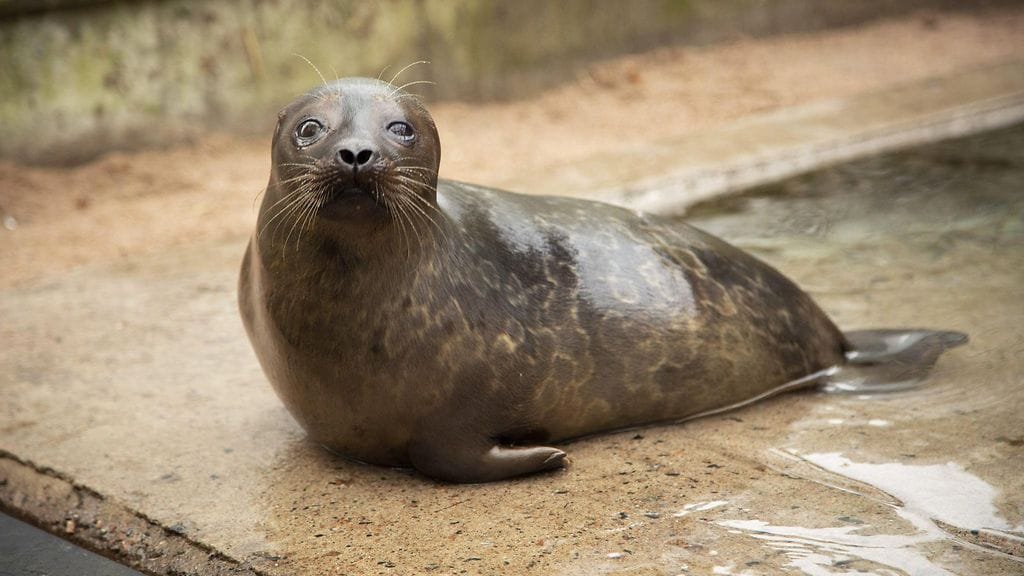Tobias tuotiin Korkeasaareen viime kesänä haavoittuneena. Nyt se voi hyvin.