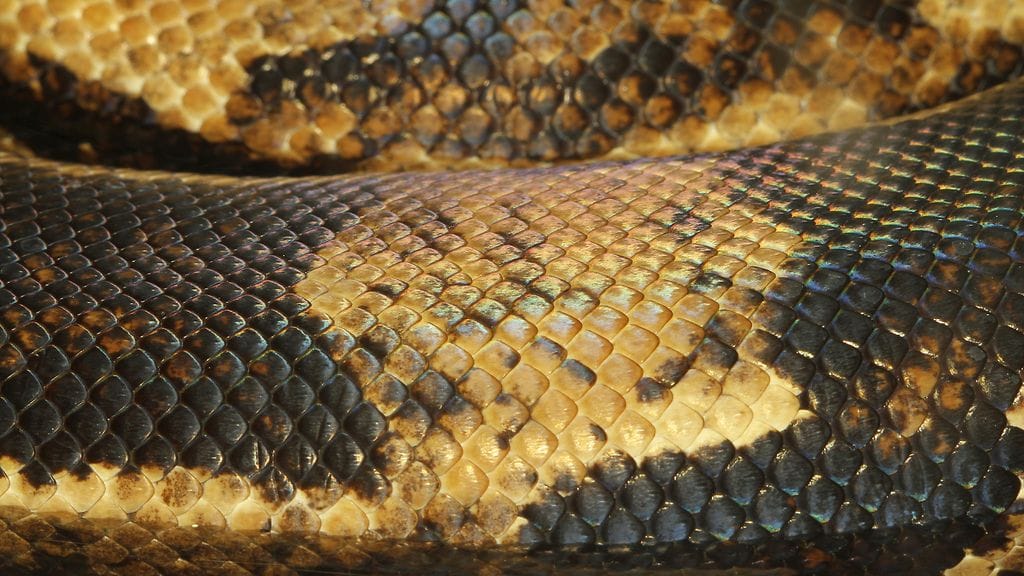 27. tammikuuta Yhdysvaltain Kansasissa asuva mies oli hukannut avaimensa. Hän arveli, että ne voisivat olla jossain sohvatyynyjen alla.