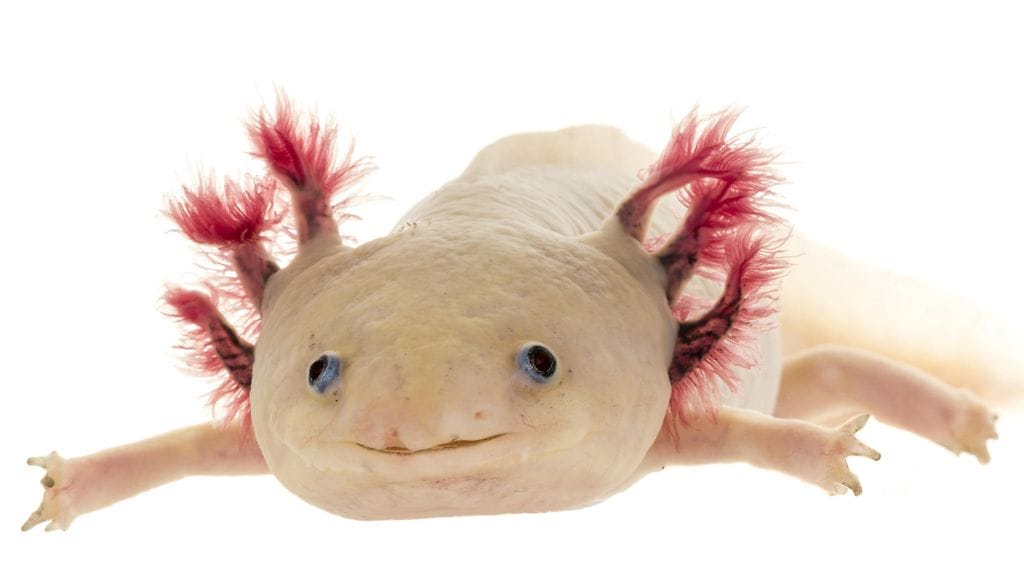 Aksolotli näyttää oudolta ja on kieltämättä muutenkin erikoinen otus. Sen takia se kiinnostaa tutkijoitakin.