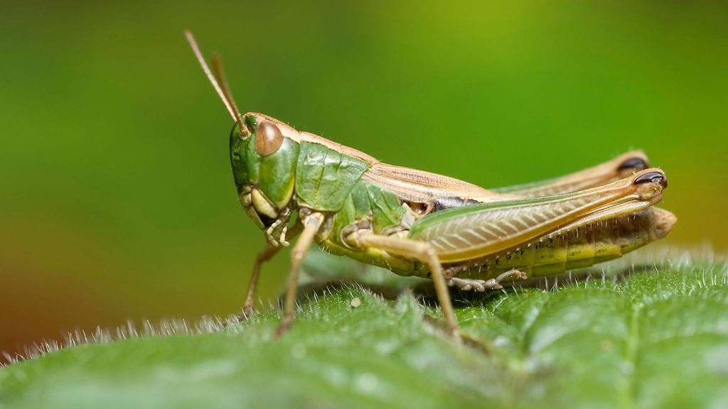 Sateet suosivat heinäsirkkojen lisääntymistä. Kuvituskuva.