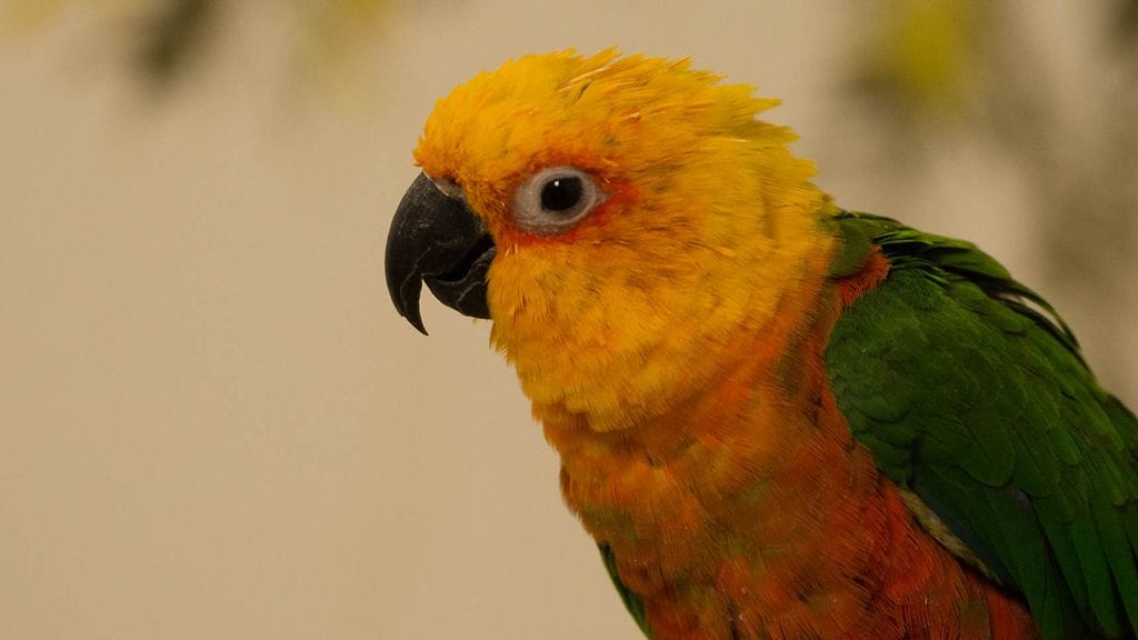 Hämeen poliisi tutkii tapausta, jossa Heinolan lintutarhalle on menty luvatta sisään ja Axel-palmuaratti on ilmeisesti joutunut varkauden kohteeksi. Kuva: Heinolan lintutarhan Facebook.