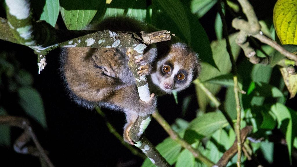 Länsimaissa hidaslorin myrkyllisyys todettiin tieteellisesti vasta 1990-luvulla. Aasialaisissa kansantaruissa myrkyllisyys mainittiin jo satoja vuosia sitten.