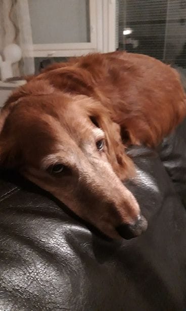 KERTAJULKAISU: masse4