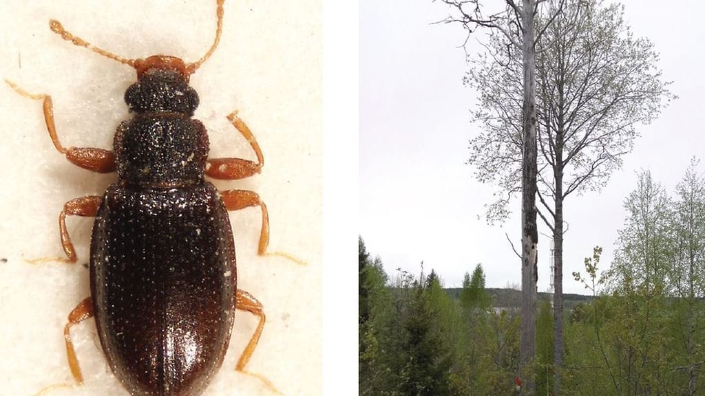 Lappeenrannan Joutsenossa on tunnistettu täysin uusi kuoriaislaji, taiganärviäinen.