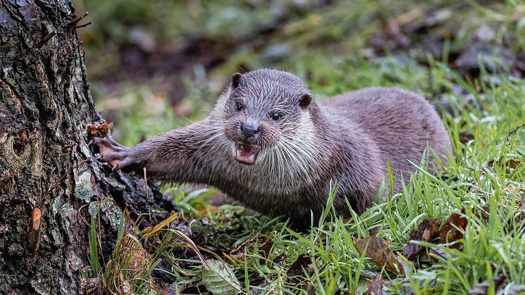Kuvituskuvaa saukosta.