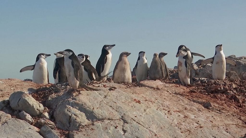 Myssypingviinit, Etelämanner