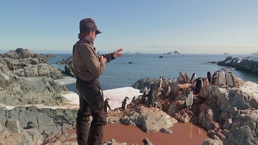 Myssypingviinit, laskenta