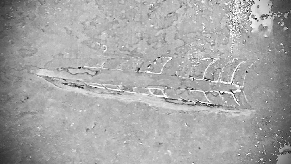 Tällainen fossiili löytyi Loimaan Kivi -tehtaalta tällä viikolla.