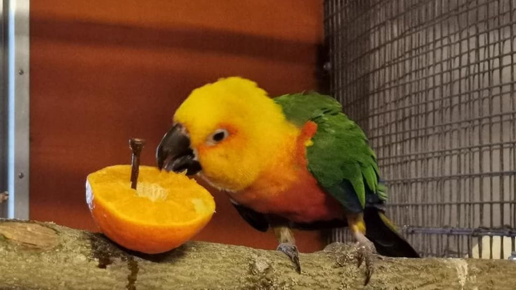 Axel-papukaija on löytynyt ja päässyt takaisin kotiin. Kuva: Heinolan lintutarhan Facebook.