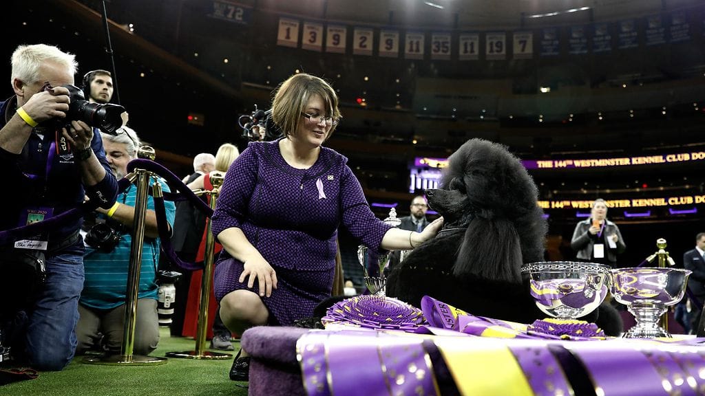 AOP Westminster koiranäyttely SIBA