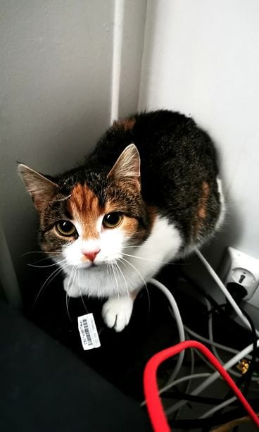 ninni_tietokoneen takana