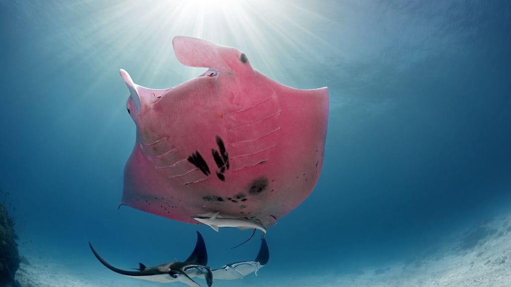 Suomalainen kuvaaja Kristian Laine sai ikuistettua Australiassa harvinaisen pinkin paholaisrauskun