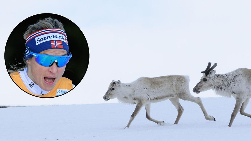 Therese Johaug yllättyi porohavainnosta.