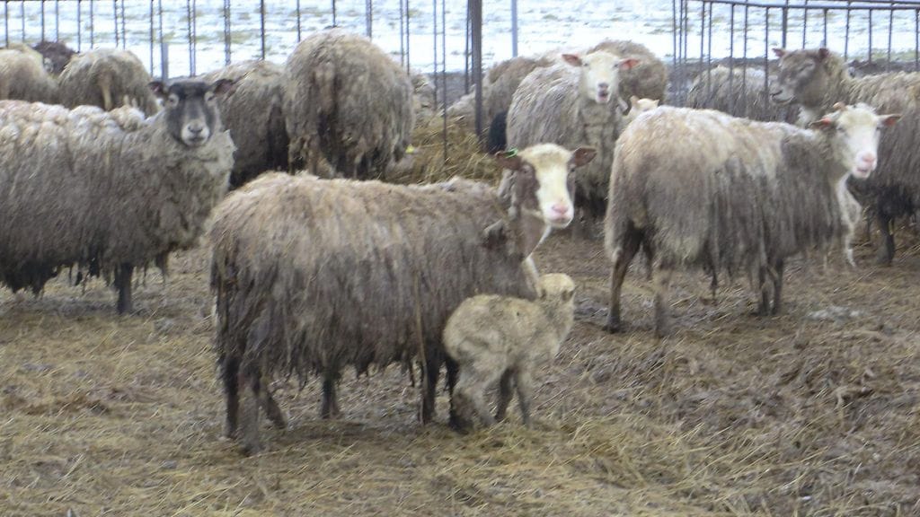 Syyttäjä vaatii eläintilaa Konnevedellä Keski-Suomessa pitäneille miehelle ja naiselle vähintään ehdollista vankeusrangaistusta laiminlyönneistä eläimiä kohtaan. Kuvituskuva, kuvan lampaat eivät liity tapaukseen.