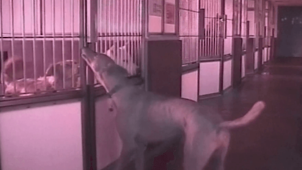 Koira onnistui avaamaan kuonollaan oman häkkinsä oven.