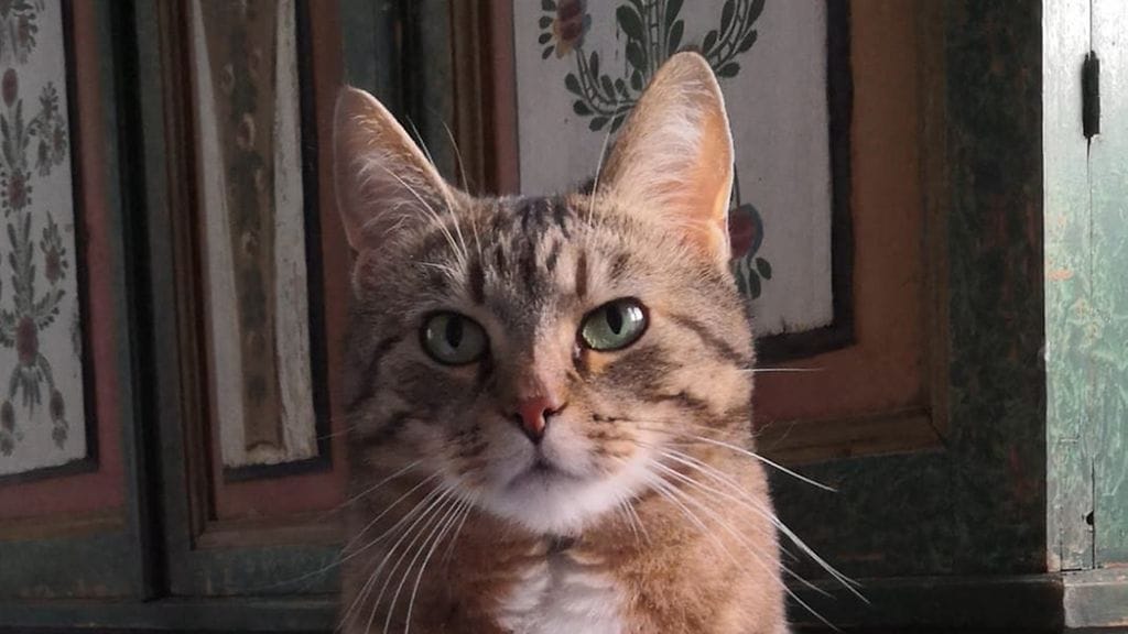 87154061_535694350384226_1202913940384776192_n (1)