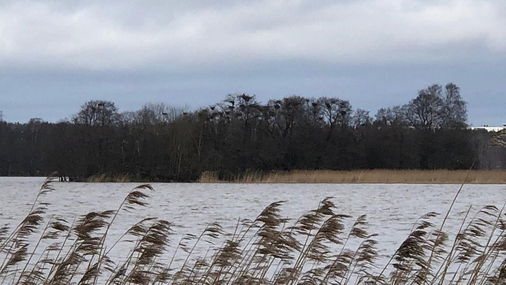 Viikki, merikotkasaari