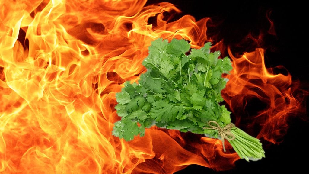 Vihaatko sinäkin korianteria?