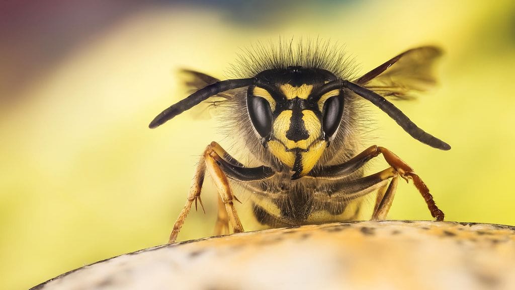 Herhiläiset olivat pesiytyneet uusiseelantilaisen perheen keittiön seinään taakse.