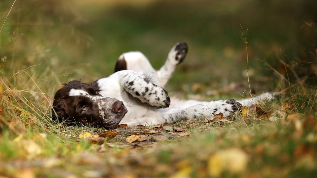 Nainen löysi loukkaantuneen Boomer-koiran patikkareittinsä varrelta. Kuvituskuva.