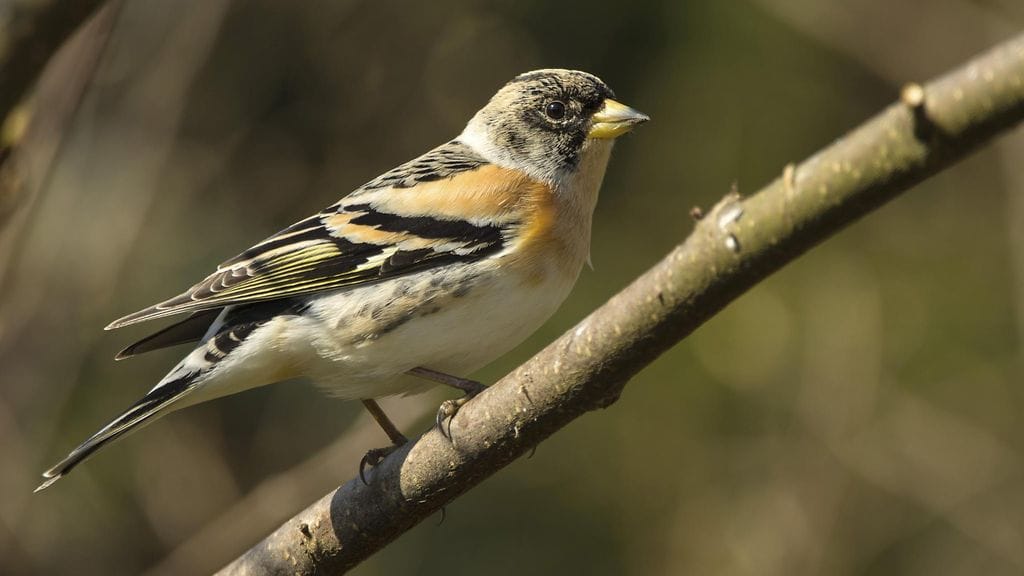 Ilmastonmuutos vaikuttaa voimakkaasti lintujen levinneisyyteen Suomessa. Esimerkiksi järripeipot ovat olleet aikaisemmin pohjoisten metsien valtalaji, mutta ne ovat vähentyneet vauhdikkaasti Metsä-Lapissa ja muutenkin Suomen pohjoisosissa.