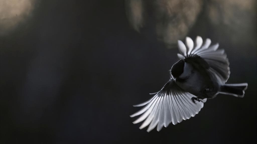 Linnut ja ilmastonmuutos, hömötiainen