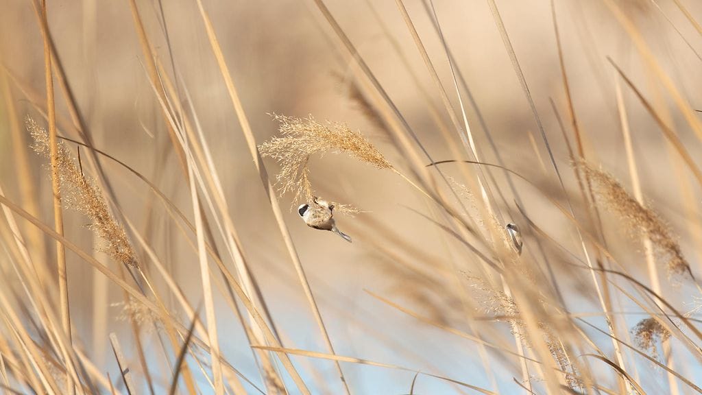 Linnut ja ilmastonmuutos, pussitiainen